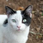 Katze  - wer bist du denn? - 