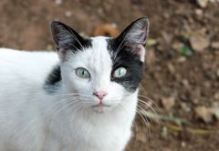 Katze  - wer bist du denn? - 