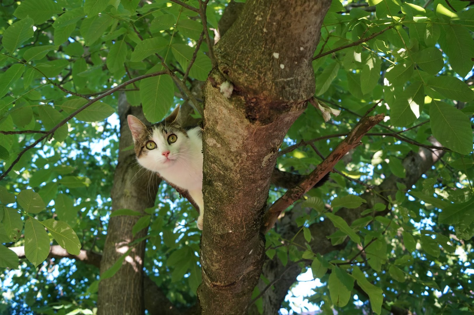 Katze Wiesel