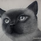 Katze/ Zeichnung