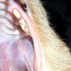 Katze Zora beim Gähnen - ziemlich spektakulär