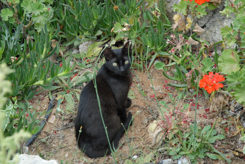 Katze zum verlieben