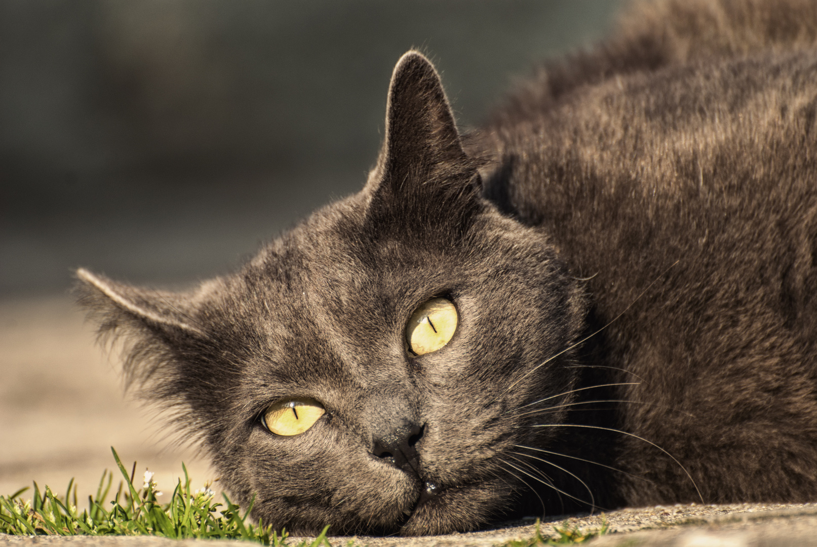 Katze zwischen den Kanälen Venedigs