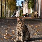 Katze_in_Dokkum_6407