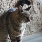 katze_in_italy