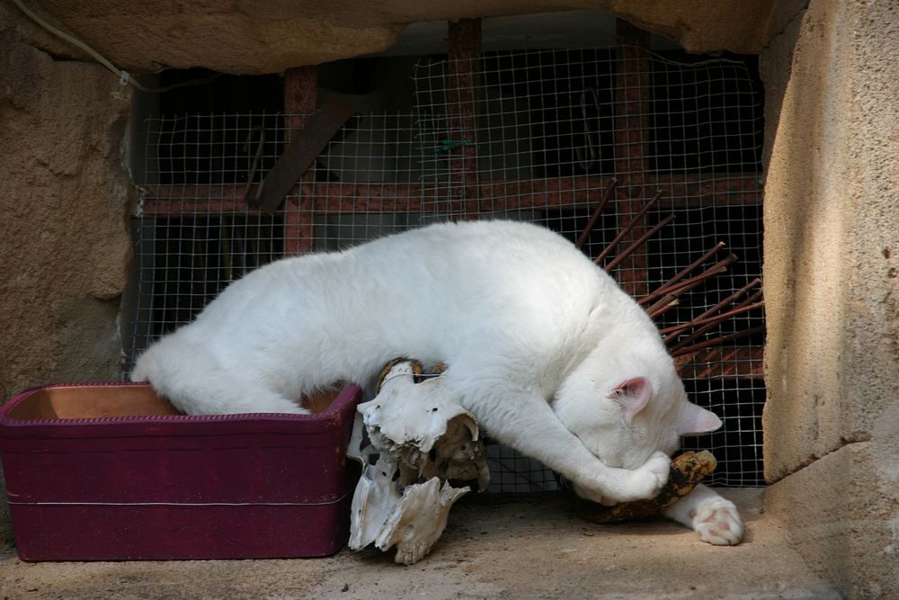 Katzen von udo schmid 