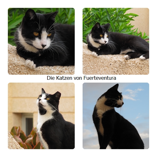 Katzen