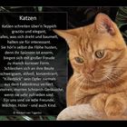 Katzen