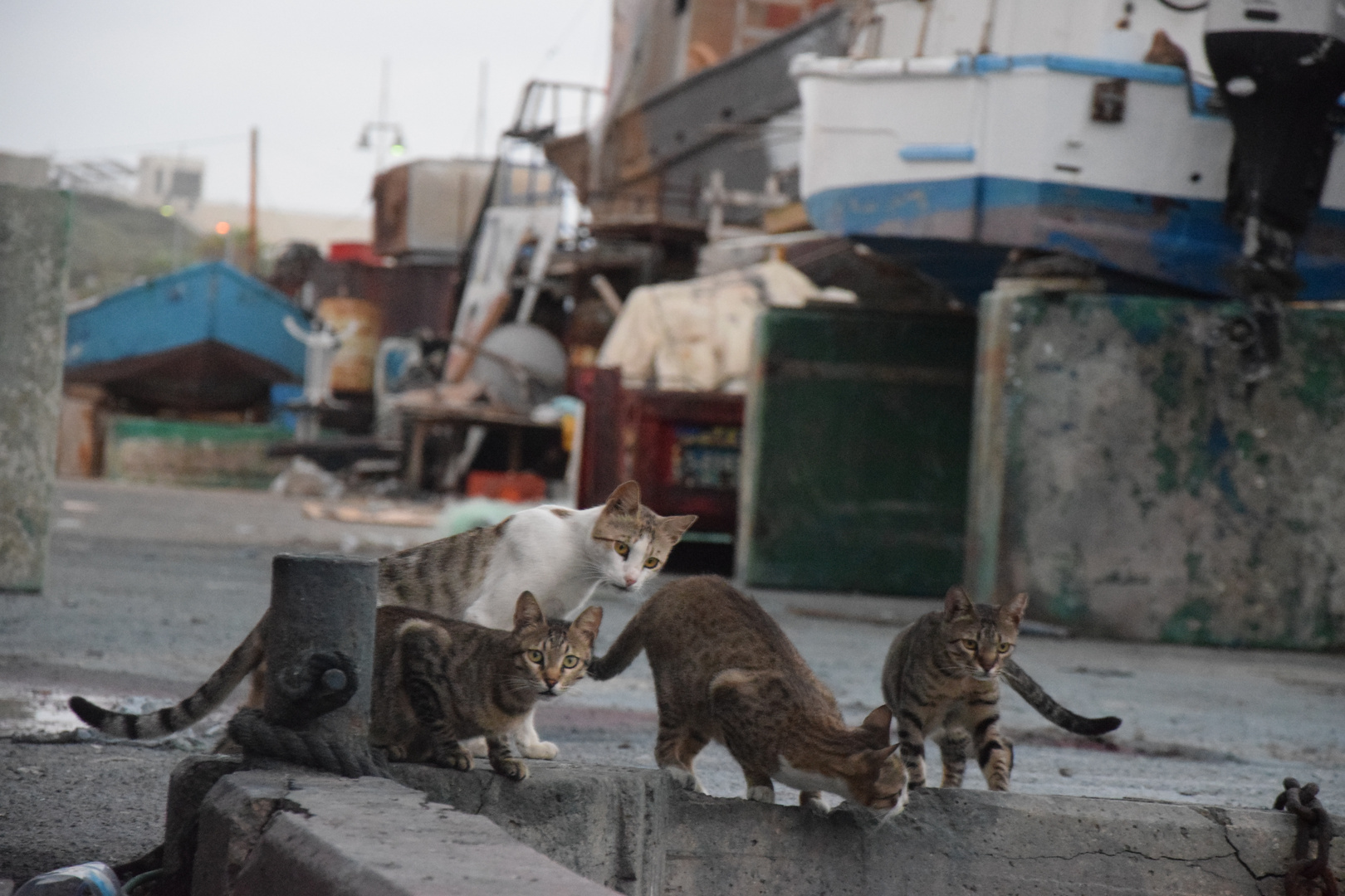 Katzen am Hafen