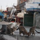 Katzen am Hafen