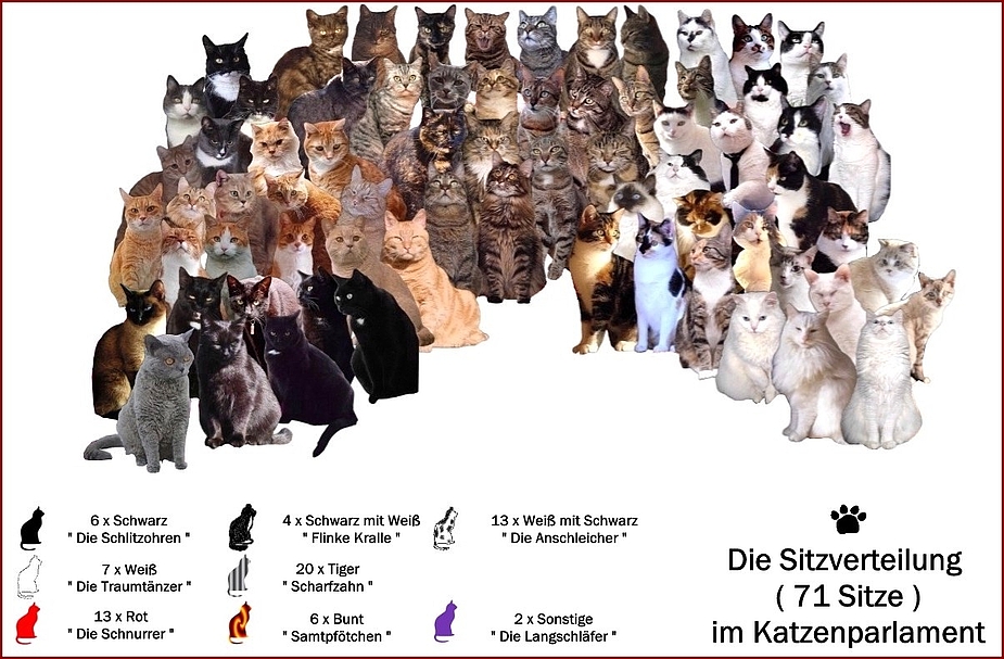 Katzen an die Macht