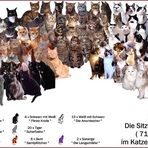 Katzen an die Macht