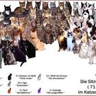 Katzen an die Macht