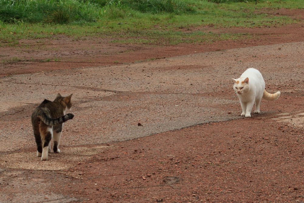 Katzen Annäherung