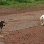 Katzen Annäherung