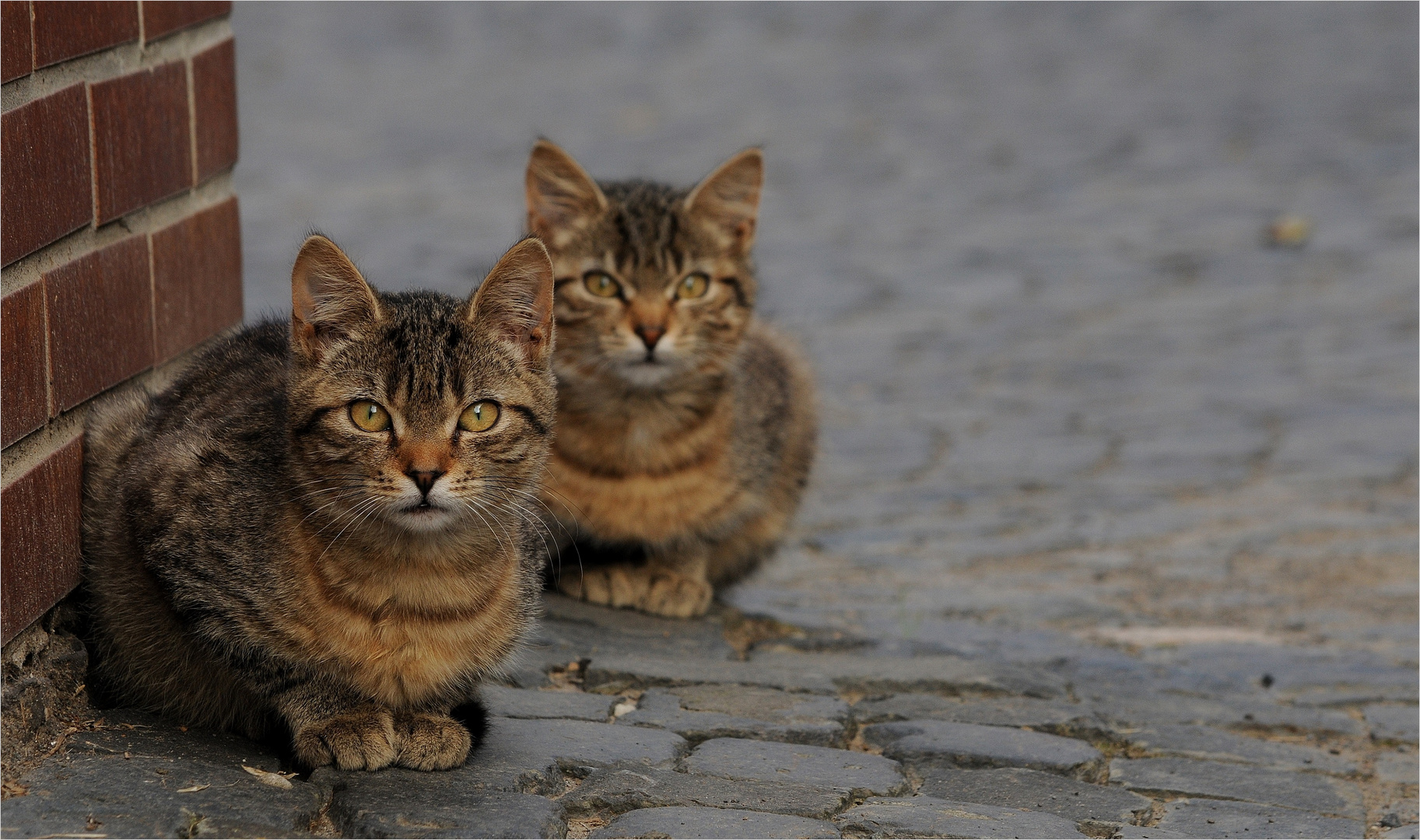 *Katzen auf dem Bauernhof 1*