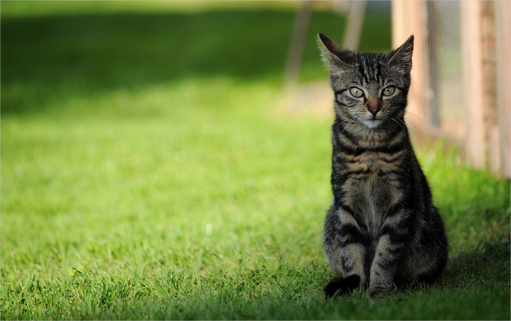 *Katzen auf dem Bauernhof 5*