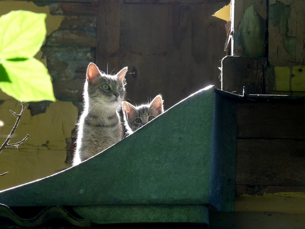 Katzen auf dem Dach in Jurmala (Lettland)