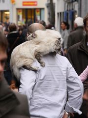 Katzen auf den Schultern 2