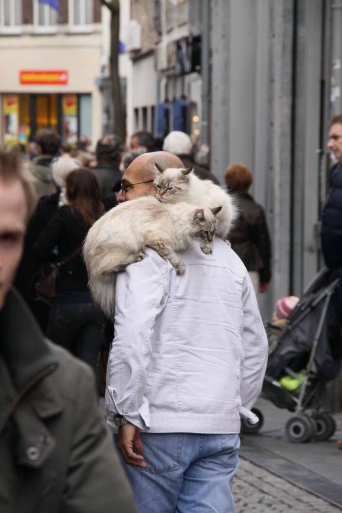 Katzen auf den Schultern - Maastricht