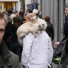 Katzen auf den Schultern - Maastricht