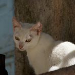 katzen auf karpathos II, greece 2009