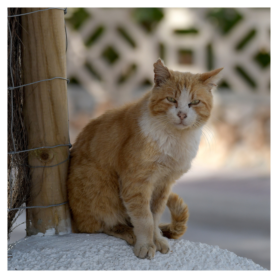 Katzen auf Mallorca