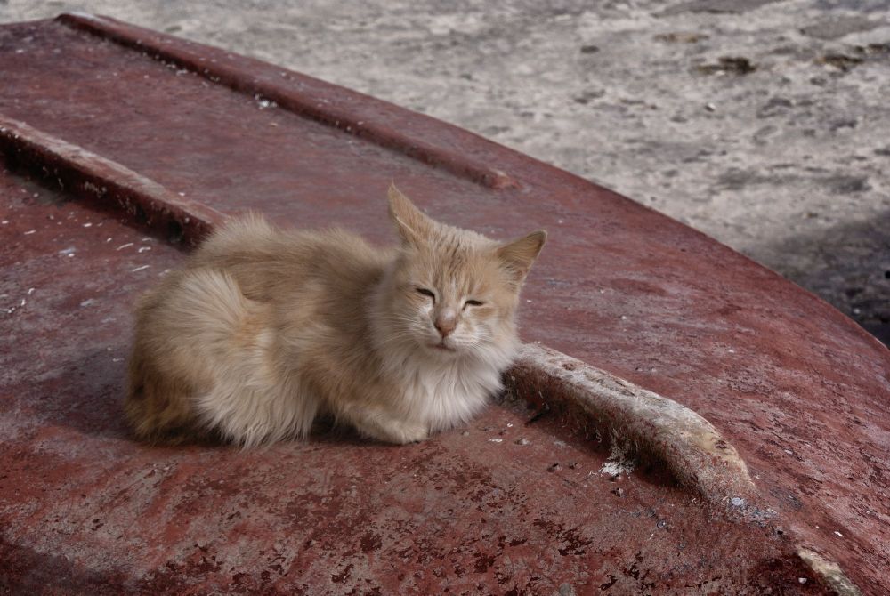 Katzen auf Malta 1