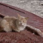 Katzen auf Malta 1