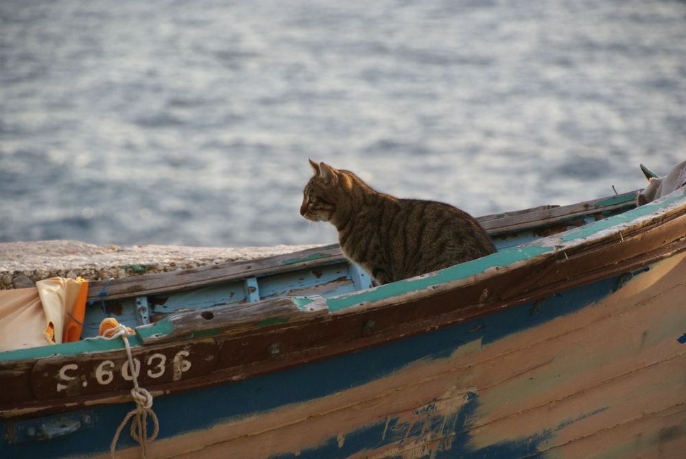 Katzen auf Malta 3