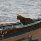 Katzen auf Malta 3