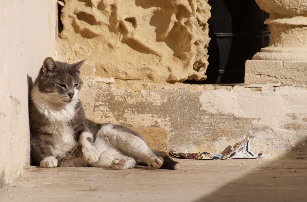 Katzen auf Malta 4