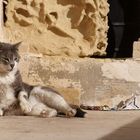 Katzen auf Malta 4