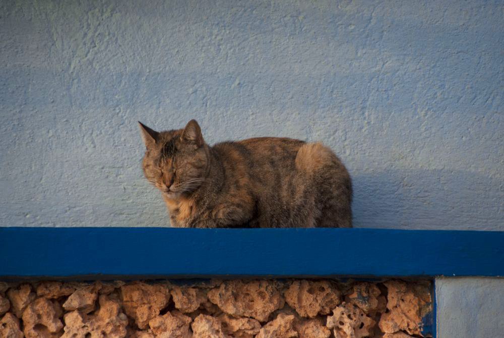 Katzen auf Malta 5