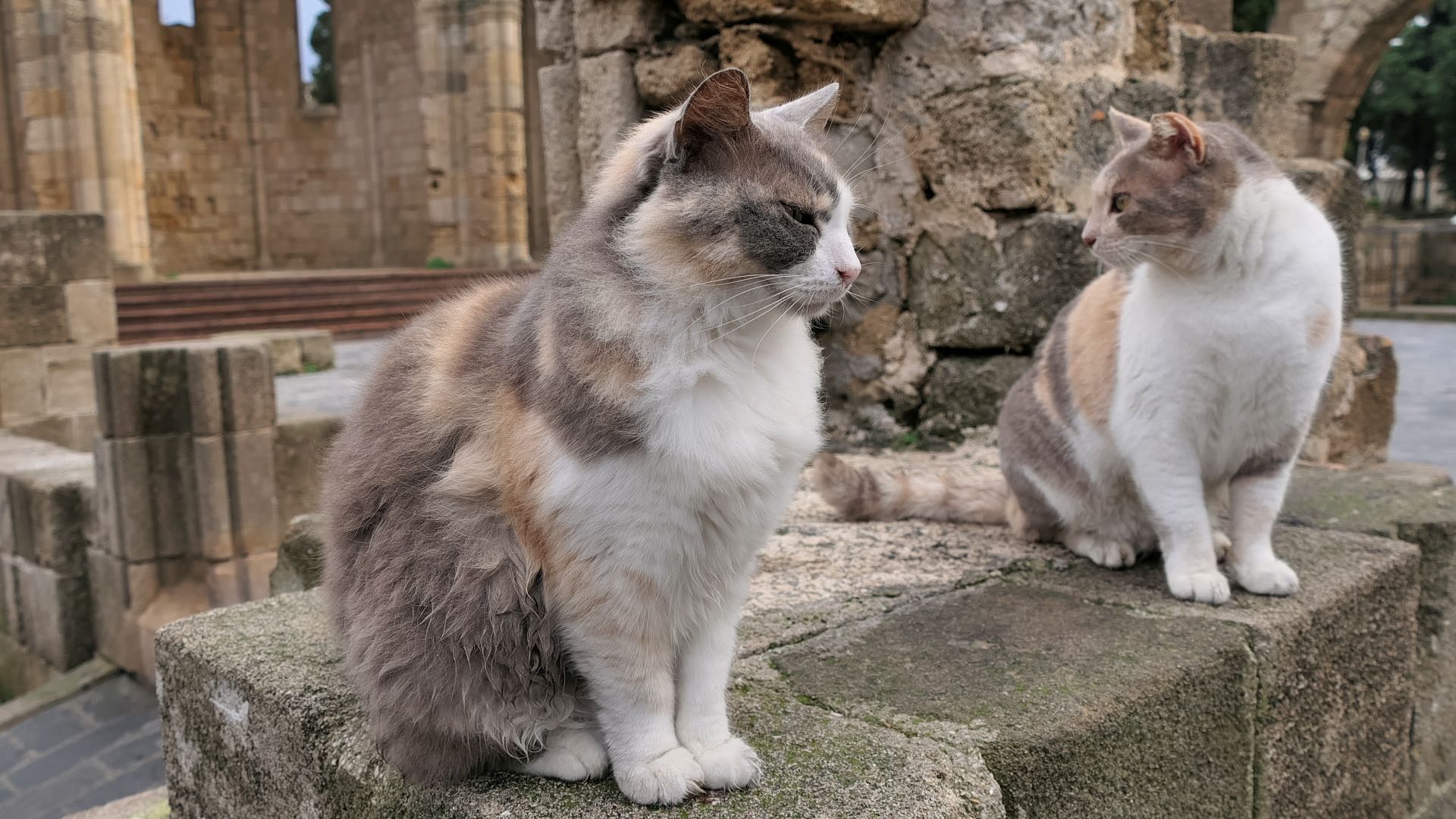 Katzen auf Rhodos