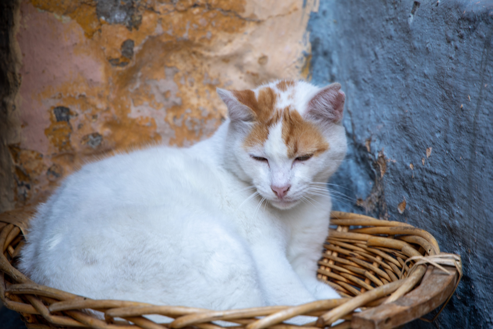 Katzen auf Rhodos