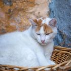 Katzen auf Rhodos