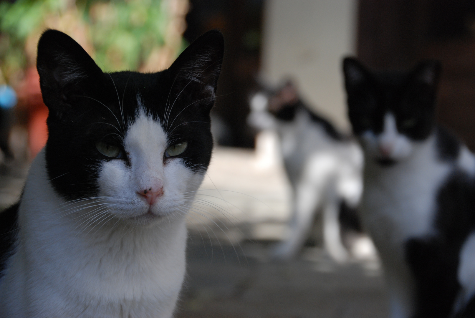 Katzen auf Samos 2013