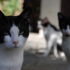 Katzen auf Samos 2013