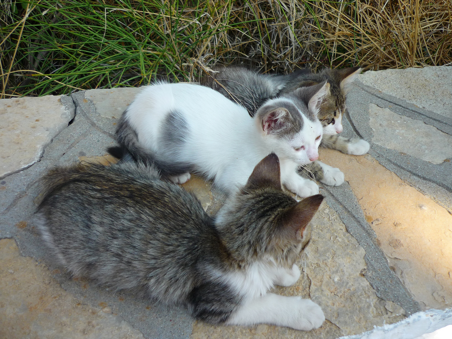 Katzen auf Samos