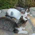 Katzen auf Samos