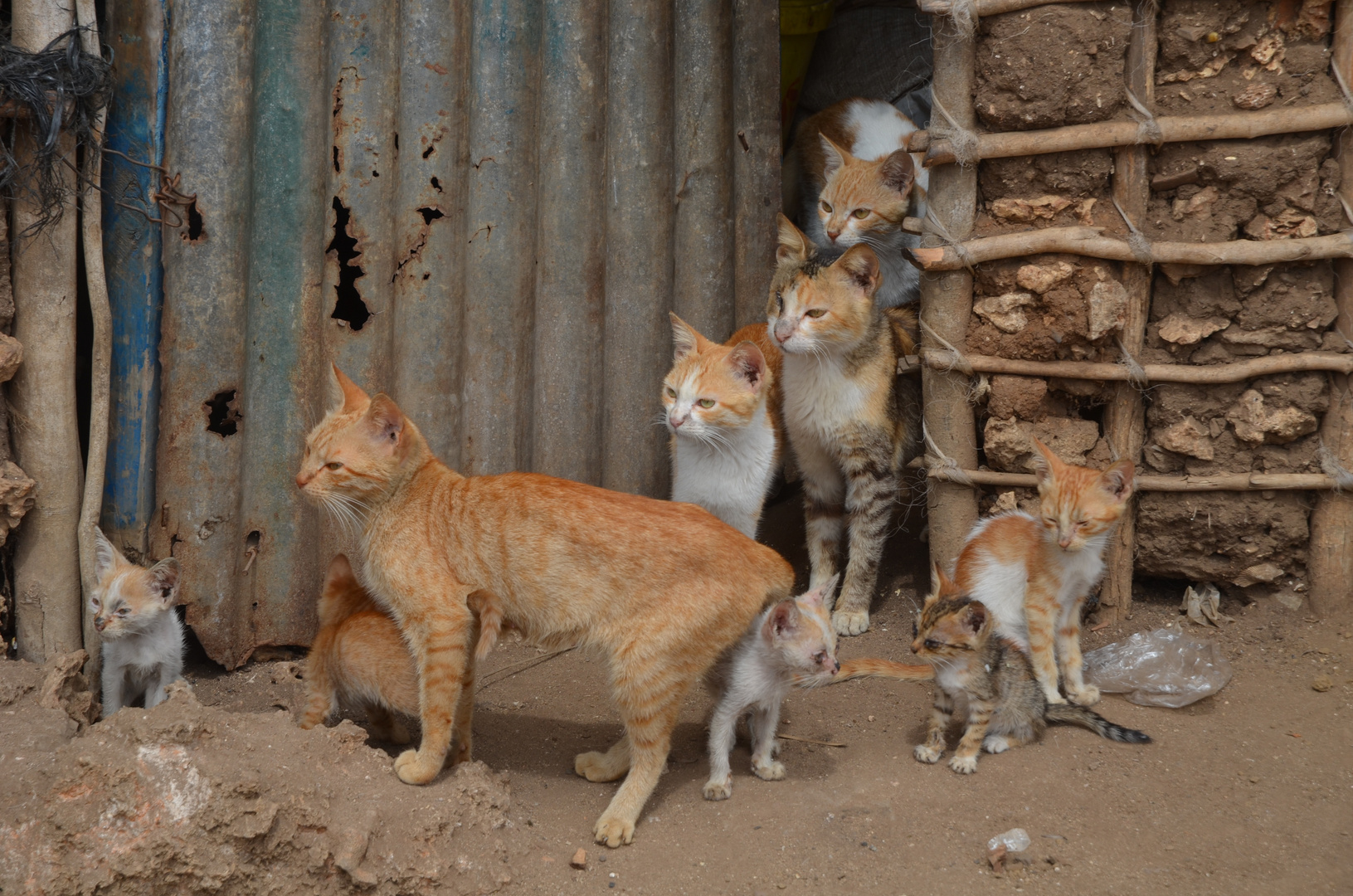 Katzen auf Shimoni (Kenya)