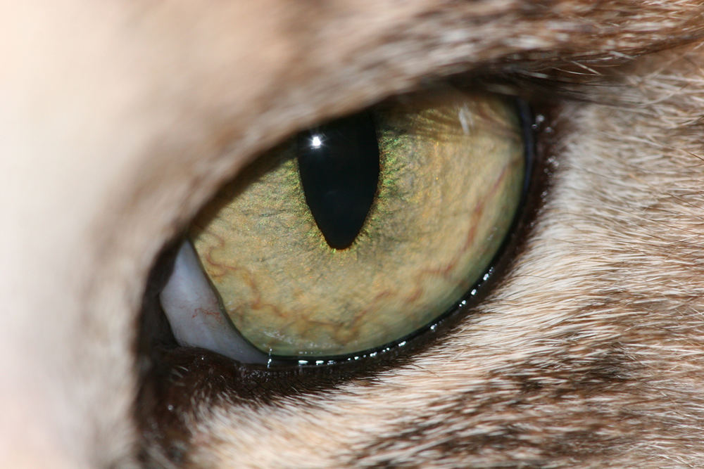 Katzen Auge