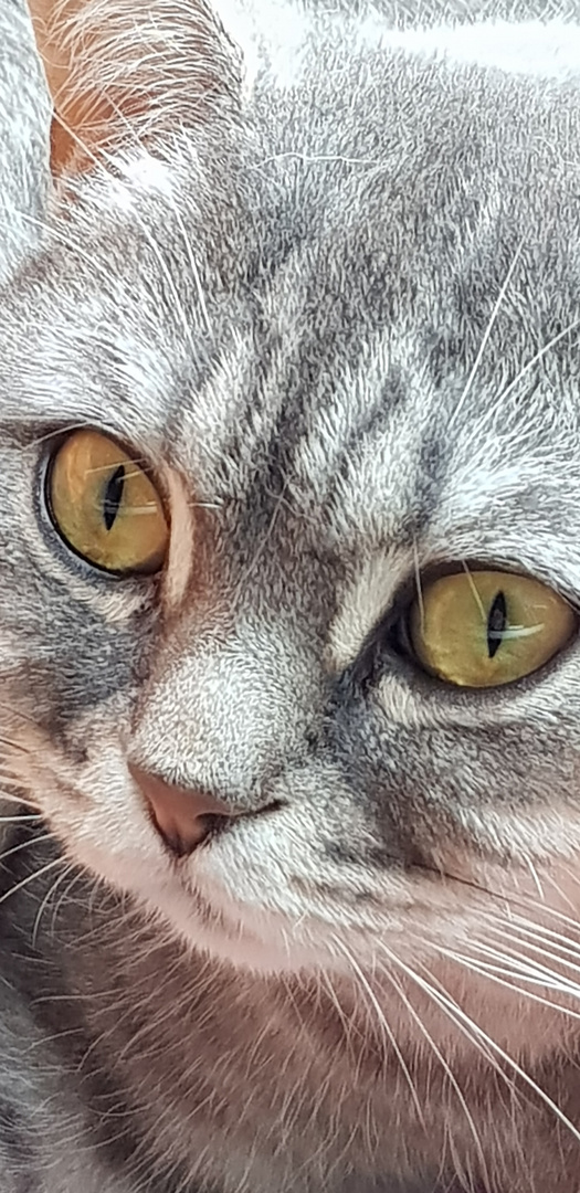 Katzen - Augen