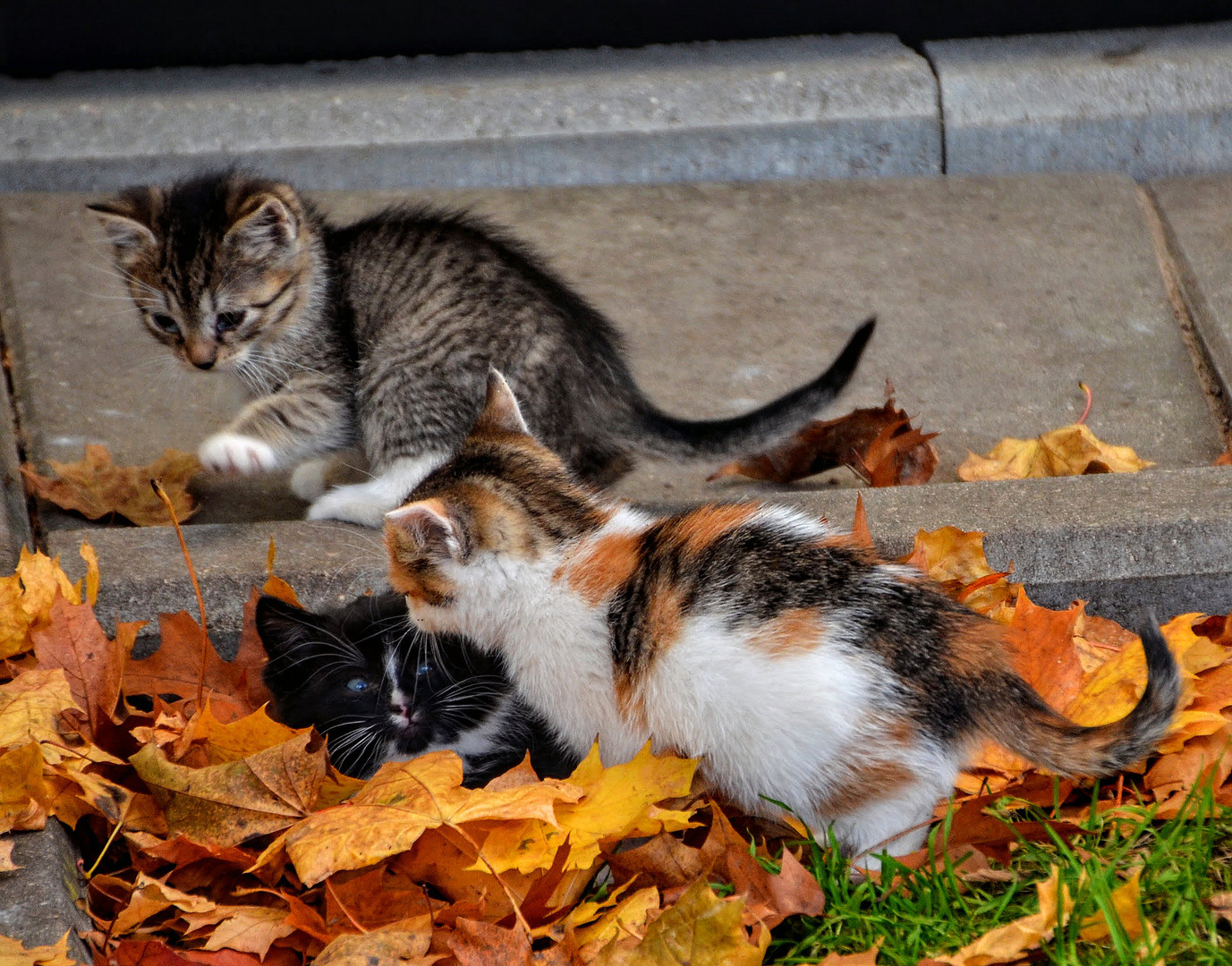 Katzen aus Litauen