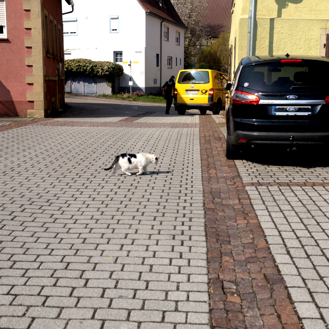 Katzen-Ausschnittvergrößerung!