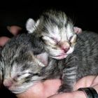 Katzen Babys