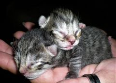 Katzen Babys