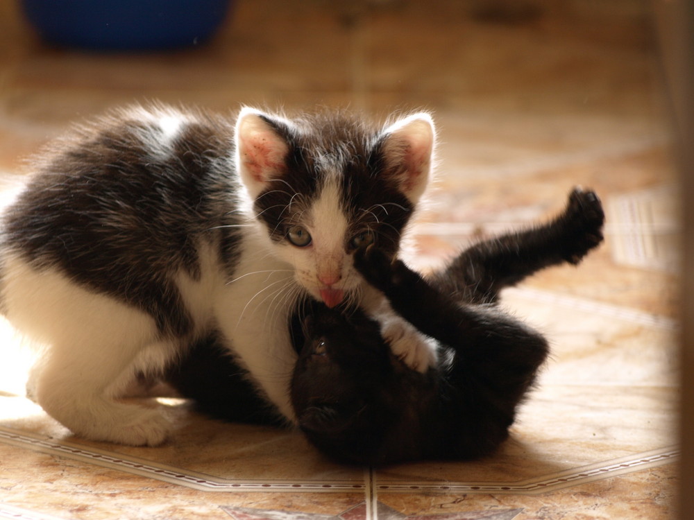 Katzen Babys bei spielen