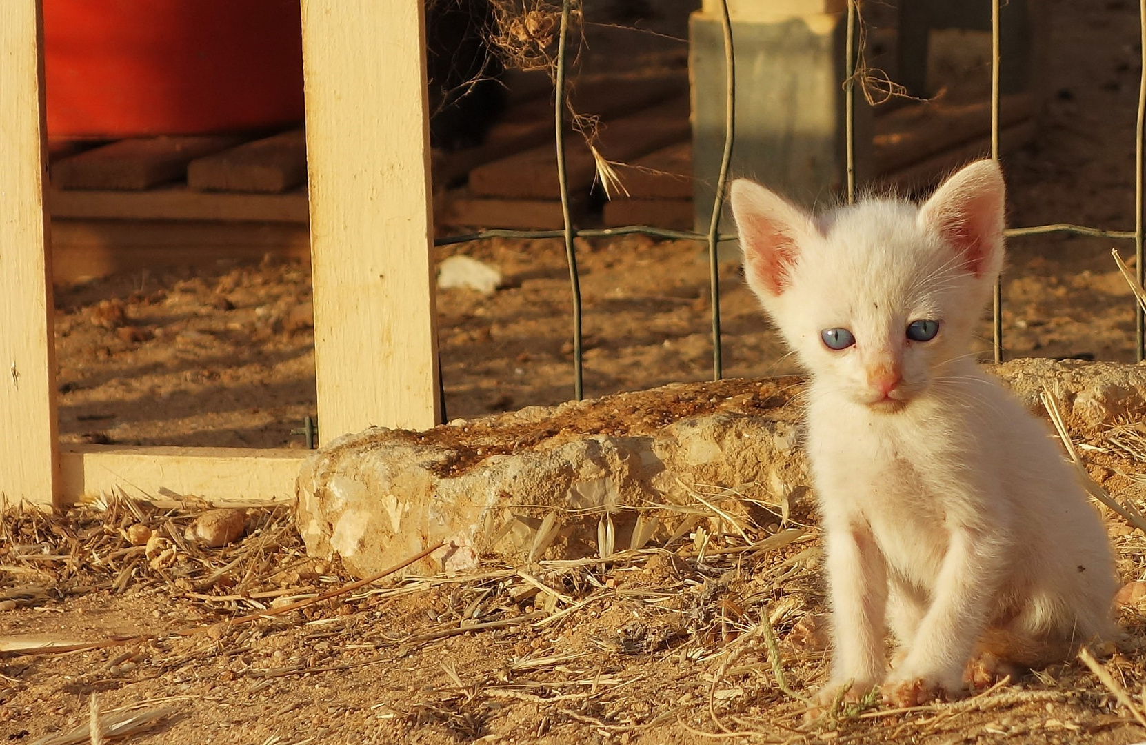 Katzen Babys in Lagos Portugal 2